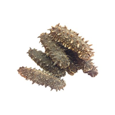 北海道遼參（600g）| 日本海參