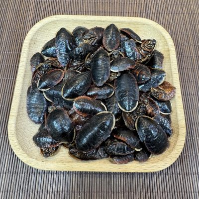金邊土鱉(37.5g)|金邊土別 土鱉蟲  破血逐瘀 續筋接骨 消腫止痛